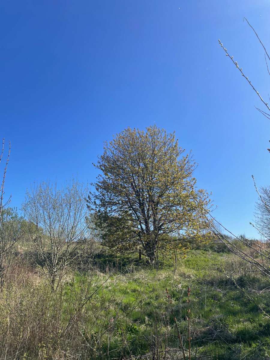 scot_lavender's tweet image. A sunny day at the farm yesterday. The herb garden is filling out, the wildflower meadow has been seeded and is waiting for rain, and the new woodland area is continuing to take shape.

#ScottishLavender #Kinross #FarmLife #Spring