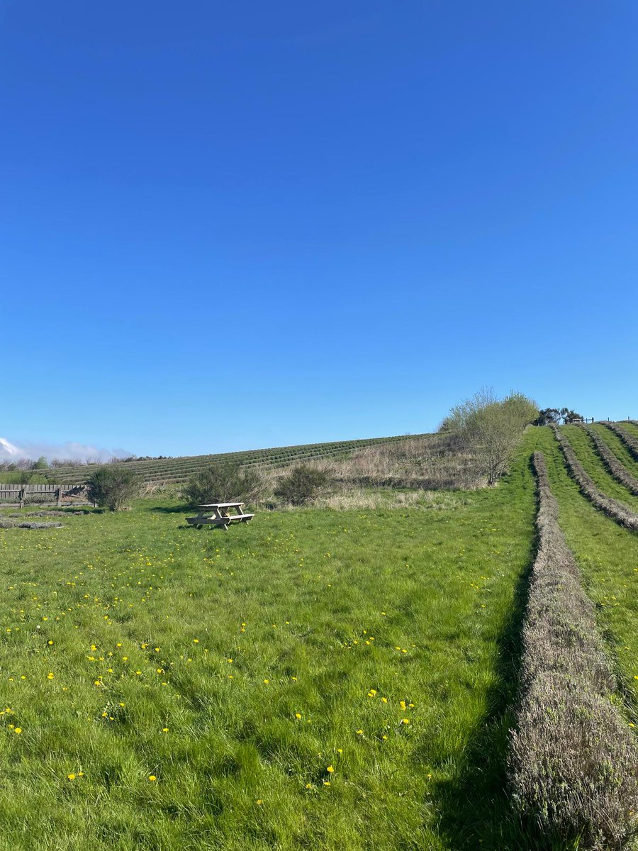 scot_lavender's tweet image. A sunny day at the farm yesterday. The herb garden is filling out, the wildflower meadow has been seeded and is waiting for rain, and the new woodland area is continuing to take shape.

#ScottishLavender #Kinross #FarmLife #Spring