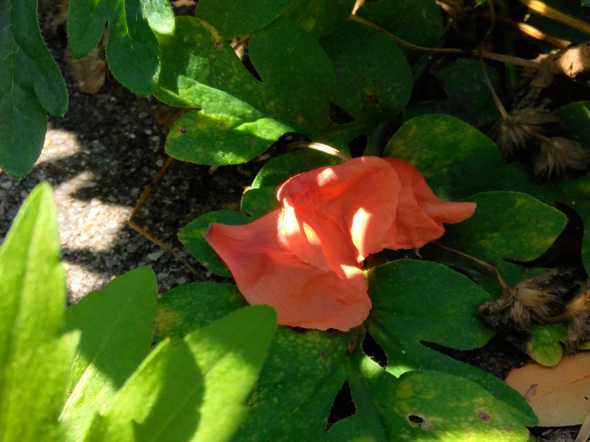 cocoro_sakuhin's tweet image. #photo