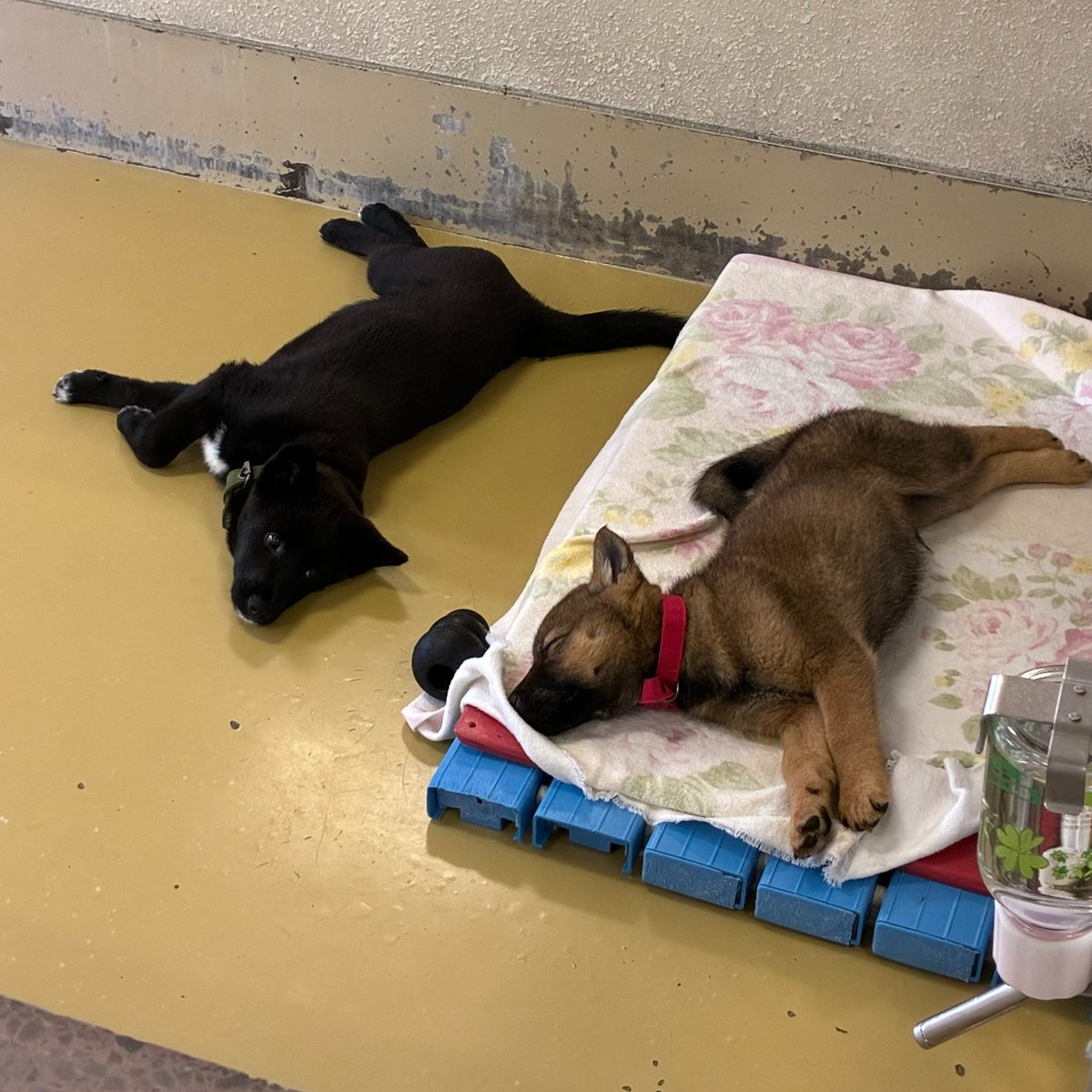 栃木県動物愛護指導センター tweet media