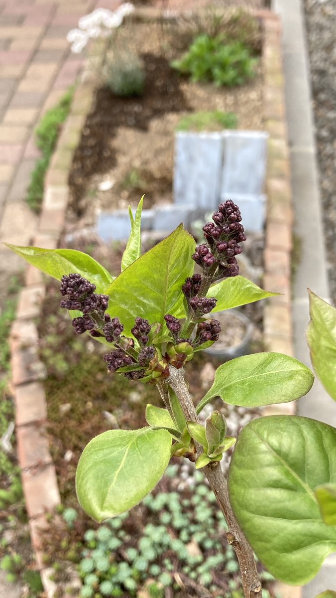 去年お迎えしたライラック苗の花芽出てきました。んーーーーー、可愛い！！！