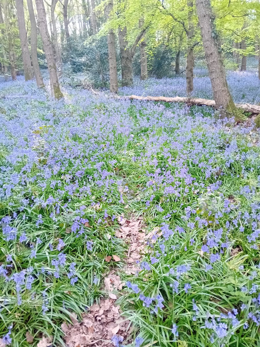 AWilsonmhealth's tweet image. Morning meandering with bluebells, Badger paths and sunshine 🌞

#treeclub #nature #walking #Derbyshire
