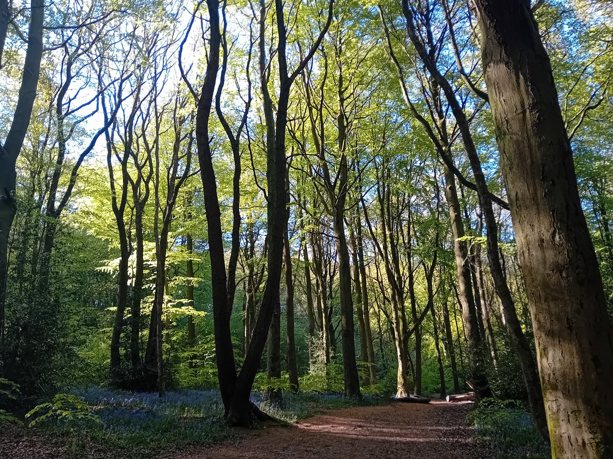 AWilsonmhealth's tweet image. Morning meandering with bluebells, Badger paths and sunshine 🌞

#treeclub #nature #walking #Derbyshire