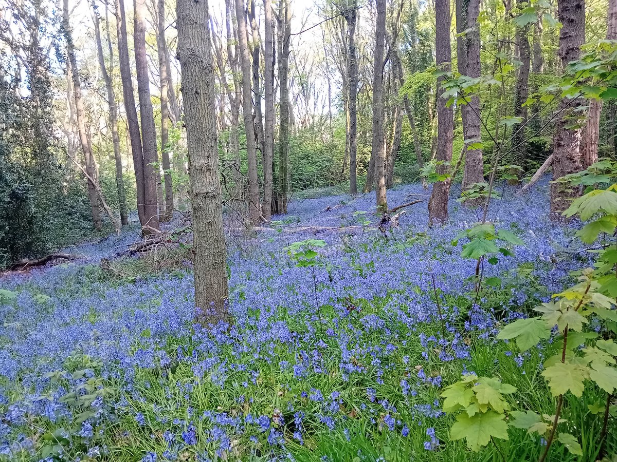 AWilsonmhealth's tweet image. Morning meandering with bluebells, Badger paths and sunshine 🌞

#treeclub #nature #walking #Derbyshire
