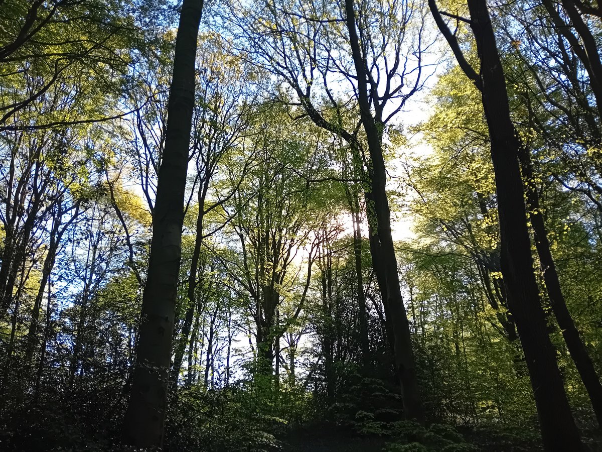AWilsonmhealth's tweet image. Morning meandering with bluebells, Badger paths and sunshine 🌞

#treeclub #nature #walking #Derbyshire