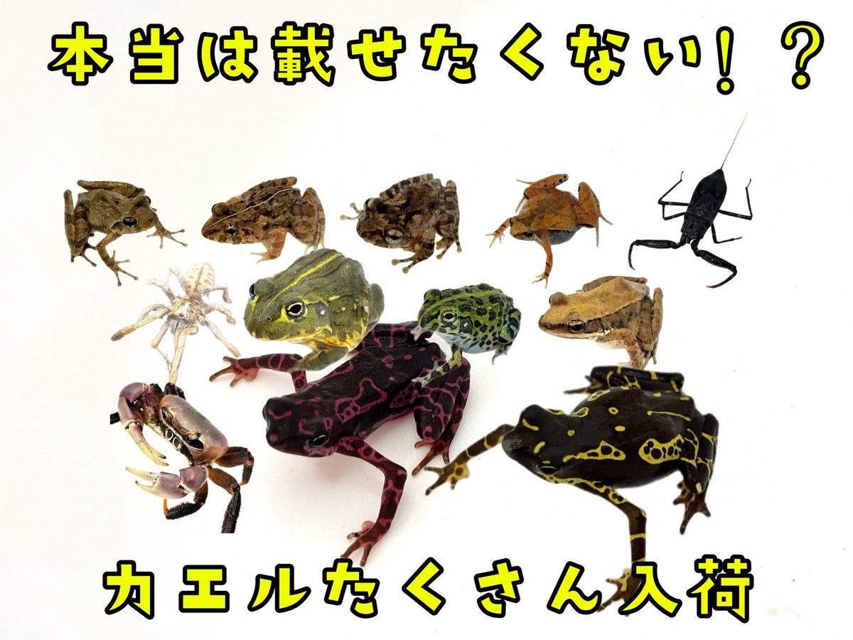 まるころ商店 (@marukorosho_ten) / Posts / X