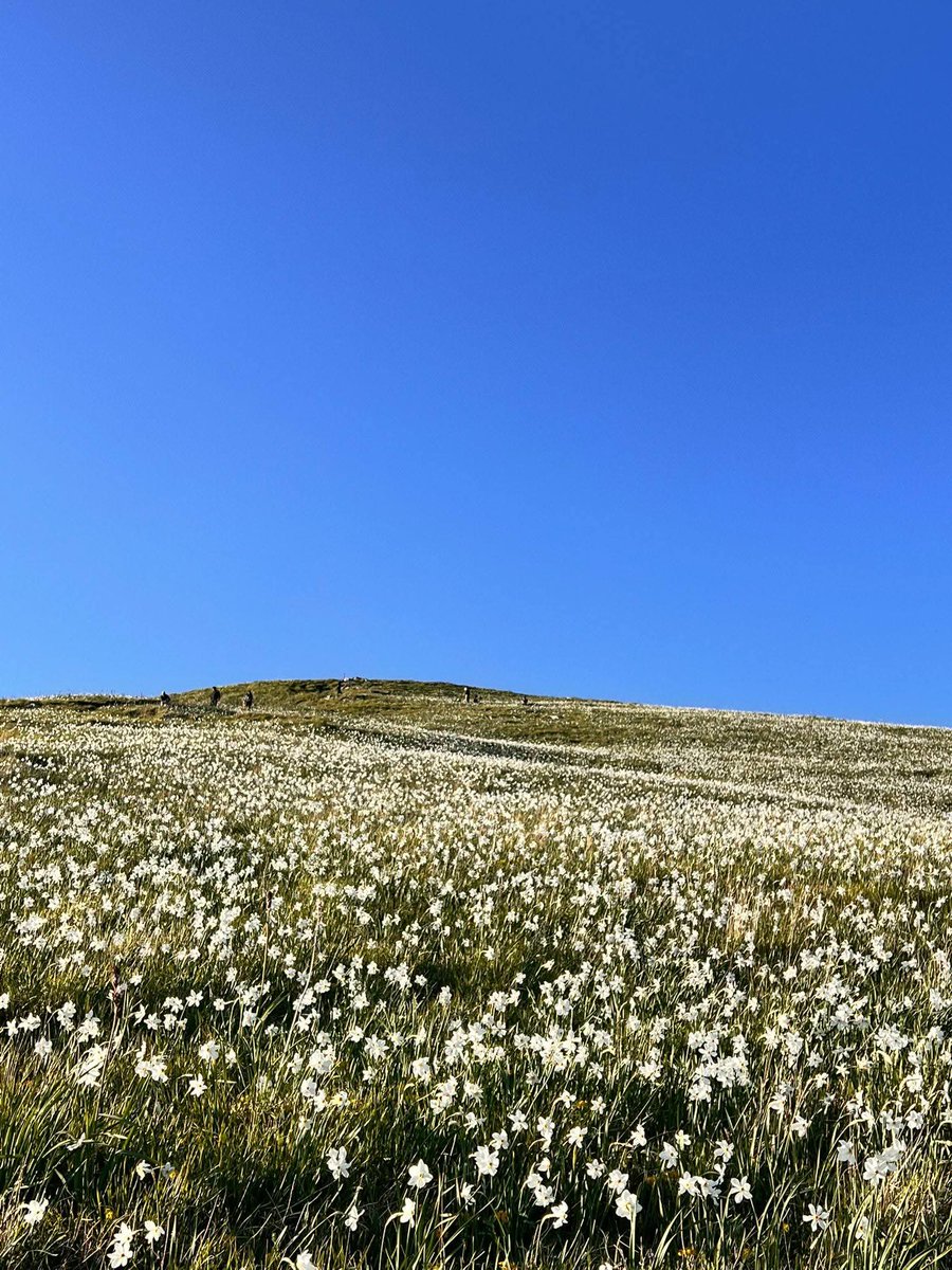 follementeelisa's tweet photo. La magia del monte Croce è iniziata 😃🌼🥰
Il territorio di Stazzema è infinito quanto le sue meraviglie naturali ❤️
#alpiapuane #montecroce #giunchiglie #parcoalpiapuane #Stazzema #nature https://t.co/FAcNaszAFl