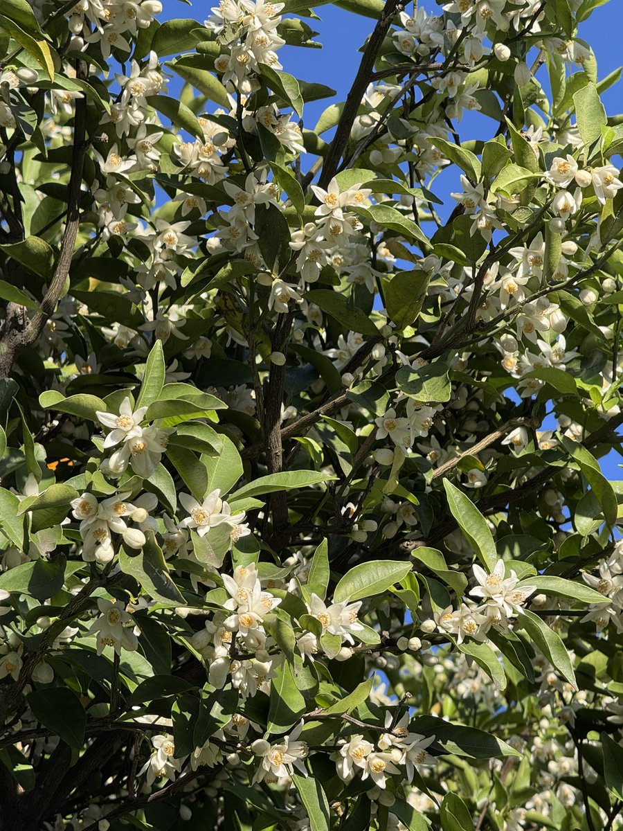 柚子の花が咲いた。
柑橘系の花って、すげー良い匂いすんだよね