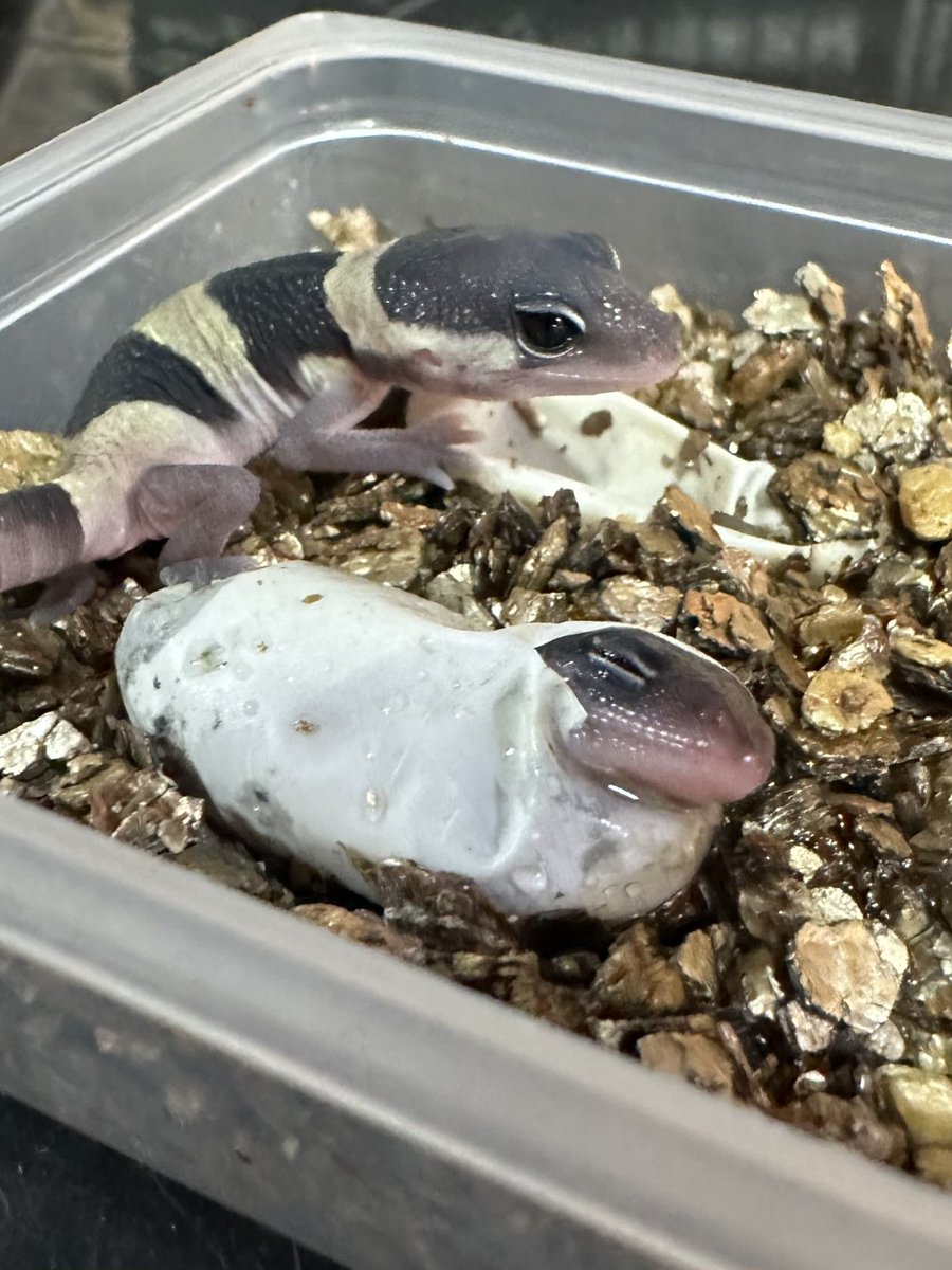 THE REPTILES HOUSE tweet media
