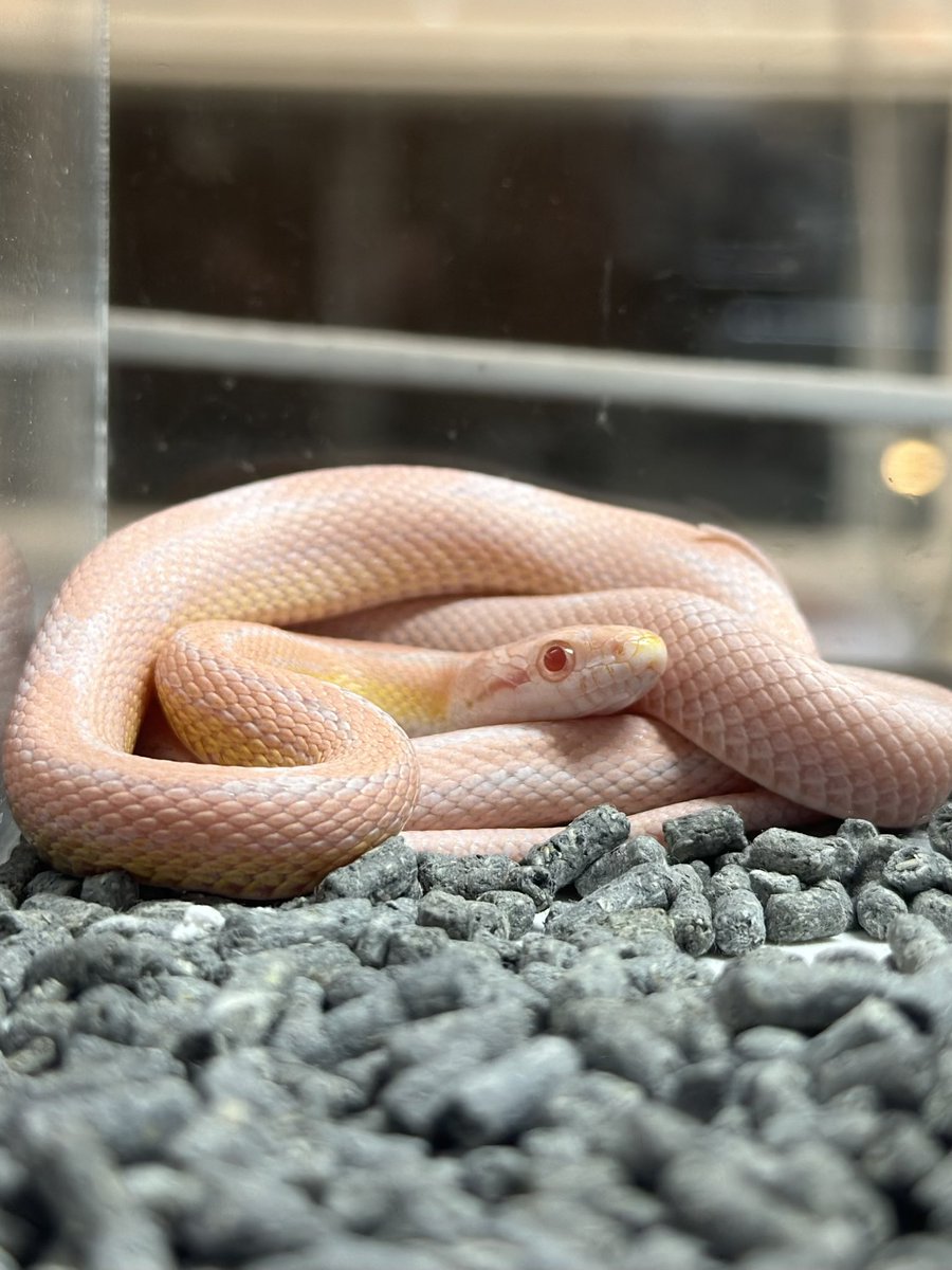 THE REPTILES HOUSE tweet media