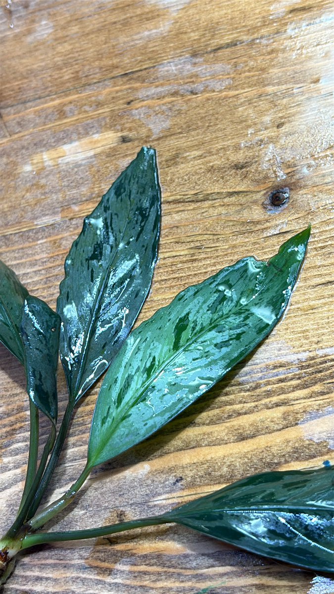 Plants_Base's tweet photo. こんにちは！
本日は仕入れの為17時閉店となりますのでご注意下さい。

画像は今回大人気のOoia4-1番の銀柄ありの子です！

僕の中ではリーダー的存在です🧔‍♂️ https://t.co/OFJebtSiNa