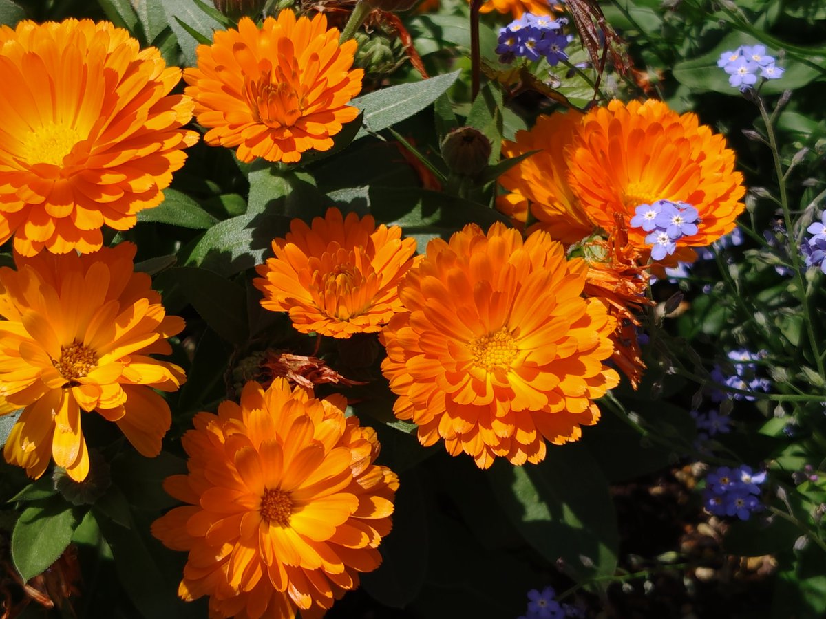 youcon0302's tweet photo. うちの花壇が春爛漫🌼🌼
#kmix_flower https://t.co/pSs6wMxDZN