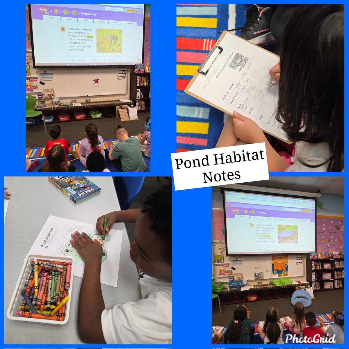eaglelibrary1's tweet photo. Kinder used books and @CapstonePub Pebble Go to do research on the Pond habitat.🐢🦆 @eaglelibrary1 @NISDElrod @NISDLib https://t.co/rY8TIUfhkY