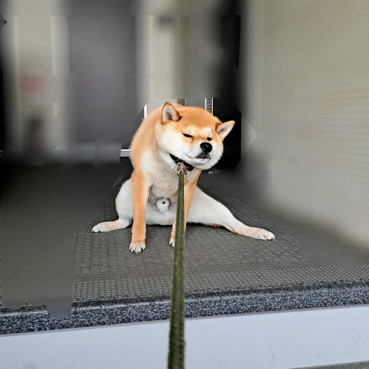ノリきなコペン tweet media