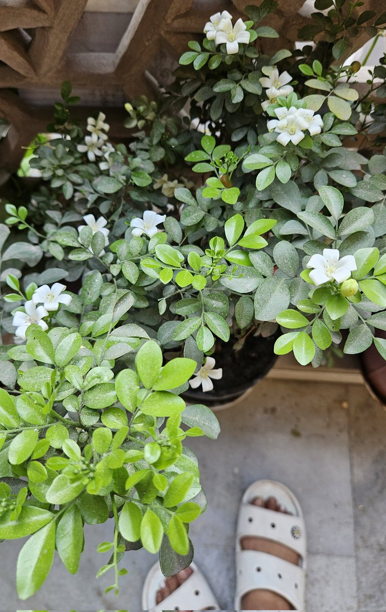 sujatavidu's tweet photo. Greeted this morning by the sweetly fragrant and captivating #Madhukamini in my balcony #garden 

#NatureIsAmazing #fragrantflowers https://t.co/coQXlRhz2h