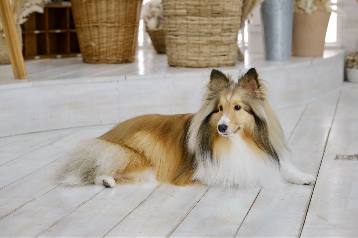zon_reb's tweet photo. ズームクロップしたら画質がかなり落ちたので高画質版つくねを載せておこう🙄 https://t.co/PD03CFCYjF