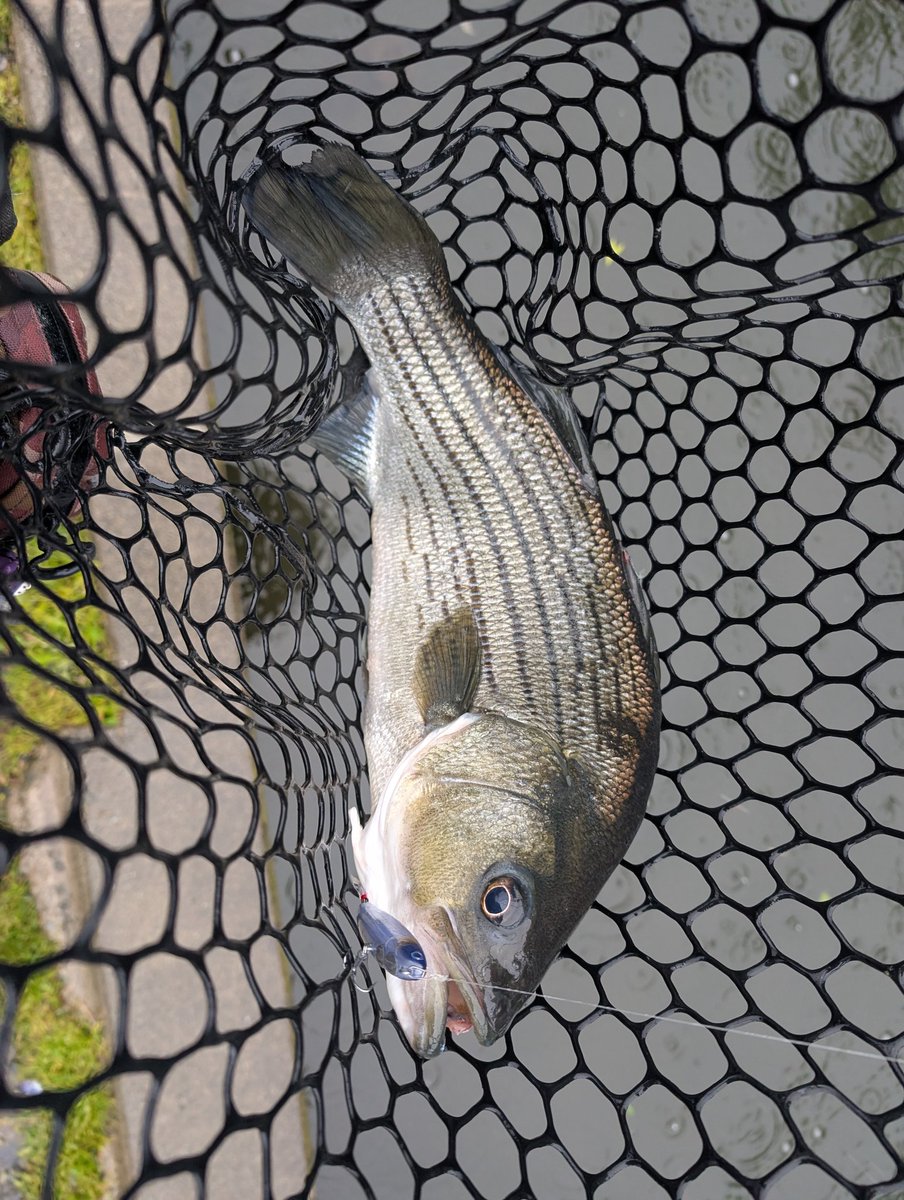 angler_GURADIUS's tweet photo. ’26.5/1 宮城アングラーズヴィレッジ・その1
雨で水温低下し超絶激渋(血涙)
それでもX-75+1でイイバス穫れたし、下池のベイトタイムでストライパー穫れたので本日の任務完了!w
#MAV
#X75
#FB65
#ダウンショットしか釣れん https://t.co/0ZMhdCJHy5