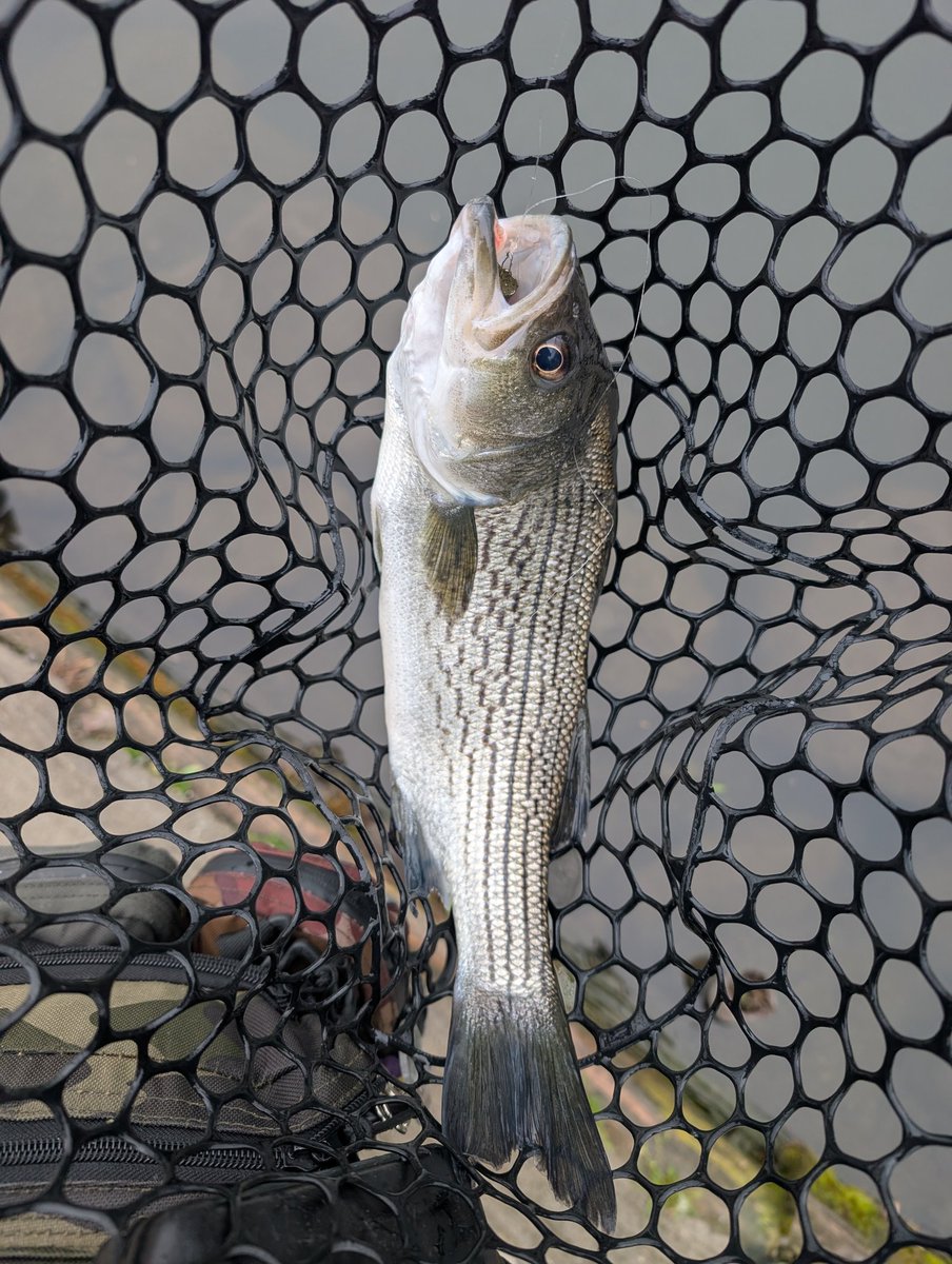 angler_GURADIUS's tweet photo. ’26.5/1 宮城アングラーズヴィレッジ・その1
雨で水温低下し超絶激渋(血涙)
それでもX-75+1でイイバス穫れたし、下池のベイトタイムでストライパー穫れたので本日の任務完了!w
#MAV
#X75
#FB65
#ダウンショットしか釣れん https://t.co/0ZMhdCJHy5