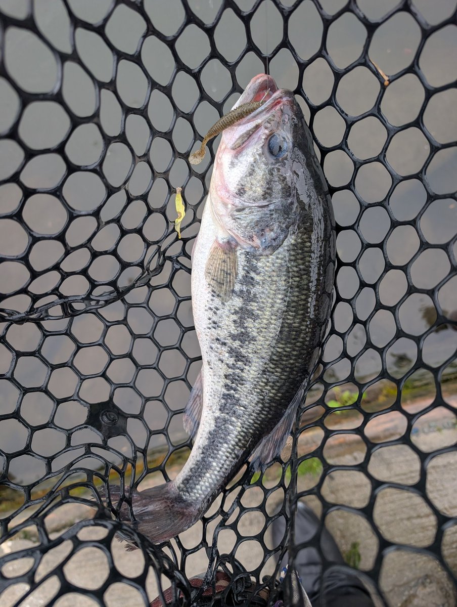angler_GURADIUS's tweet photo. ’26.5/1 宮城アングラーズヴィレッジ・その1
雨で水温低下し超絶激渋(血涙)
それでもX-75+1でイイバス穫れたし、下池のベイトタイムでストライパー穫れたので本日の任務完了!w
#MAV
#X75
#FB65
#ダウンショットしか釣れん https://t.co/0ZMhdCJHy5