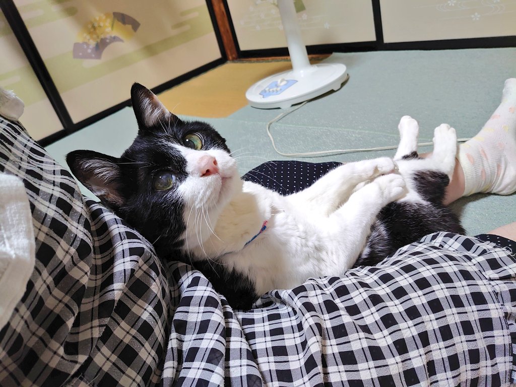 sundynanachan43's tweet image. #戦争に反対する動物好きの会
#戦争反対
#NOWAR