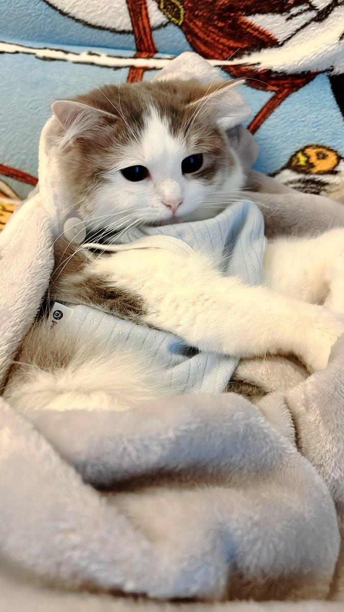 かのん tweet media