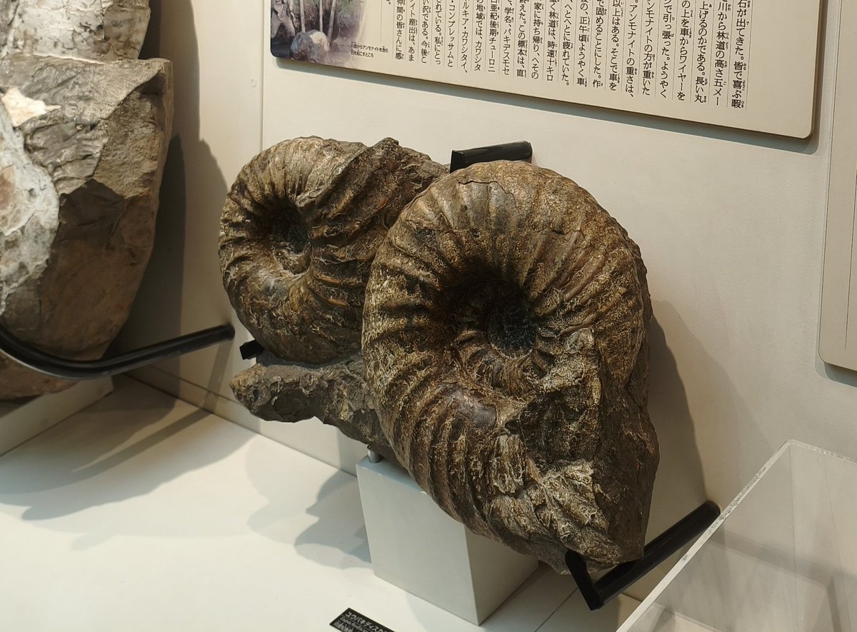 やってみてわかったけど、このサイズのアンモを2個付きで担いで持ち帰ったって超人すぎる
未クリーニングで50キロ以上あったんじゃないか
