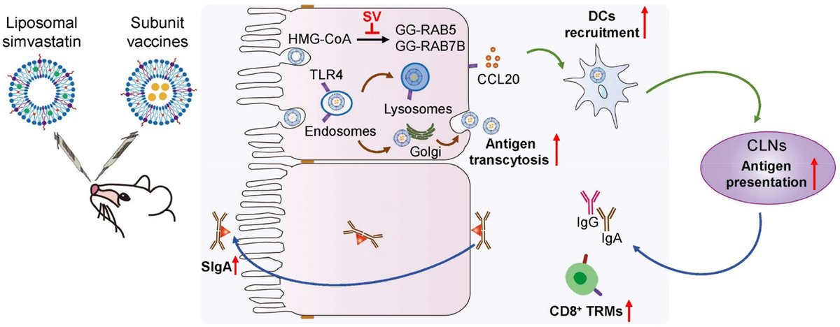 ActaPharmSinB's tweet photo. Article✍️#Liposomal #simvastatin potentiates intranasal #H1N1 #influenza #subunit #vaccine via increasing #transcytosis of antigen and submucosal dendritic cell recruitment. From Dr. Lu @FudanUniversity;
https://t.co/oSJlhBG5lS. https://t.co/dQ46o1l7vt