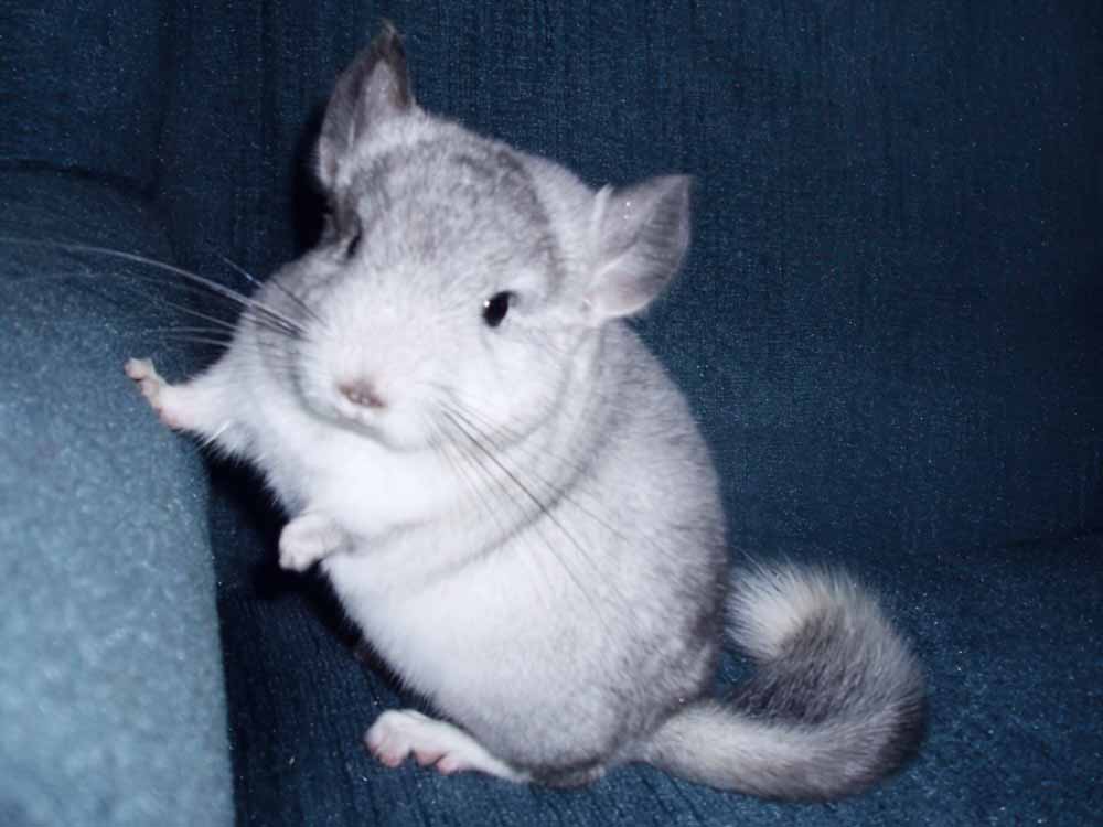 Chinchilla Every Hour (and a half) tweet media
