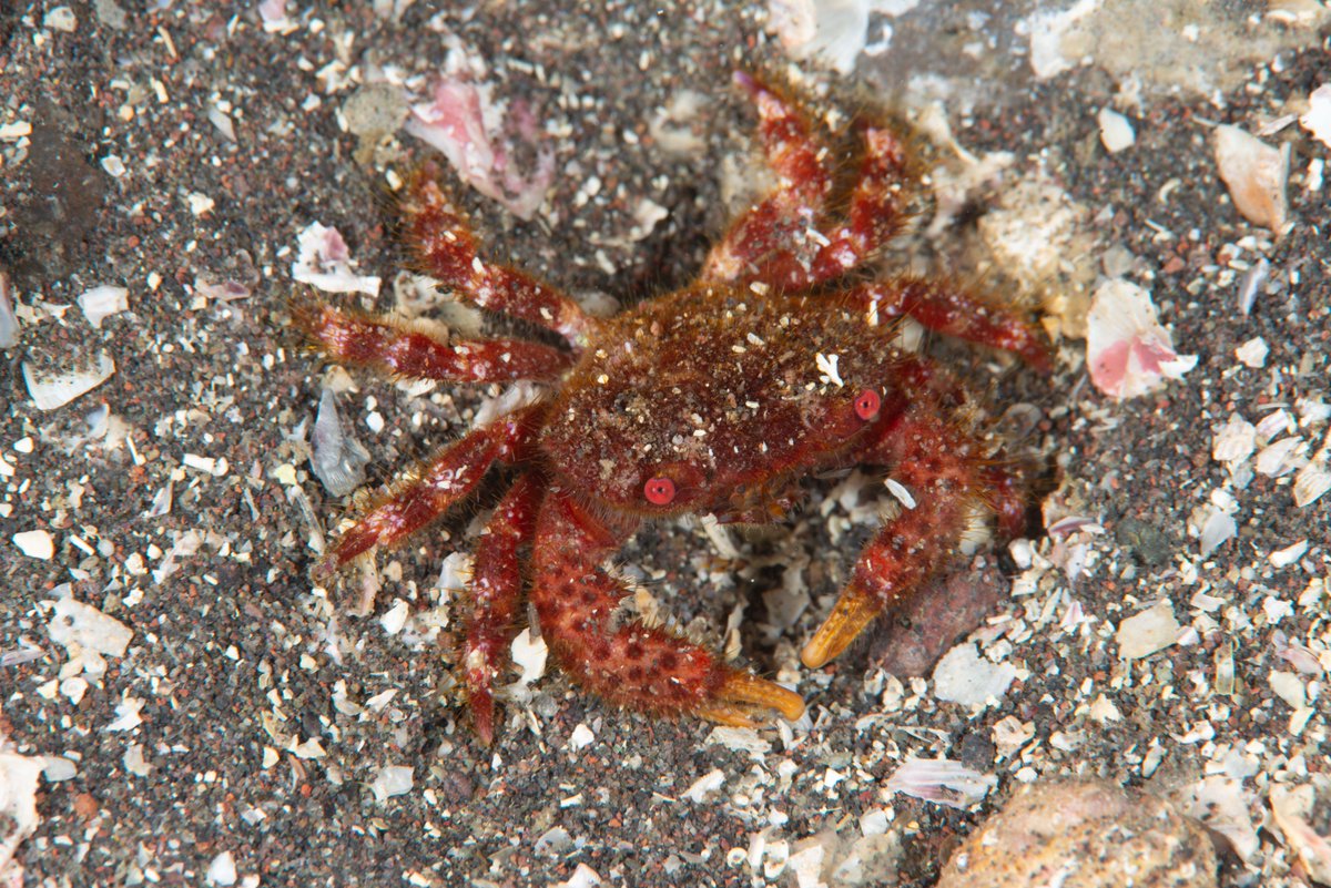 Crabs of Ose cape, Numazu, Shizuoka, Japan No.151
ナガトゲオウギガニ
Soliella melanospinis (Rathbun, 1911)
先端、水深14m、岩の下。甲幅1.5cmくらいのオス。
#大瀬崎, #crab, #brachyura, #カニ, #蟹