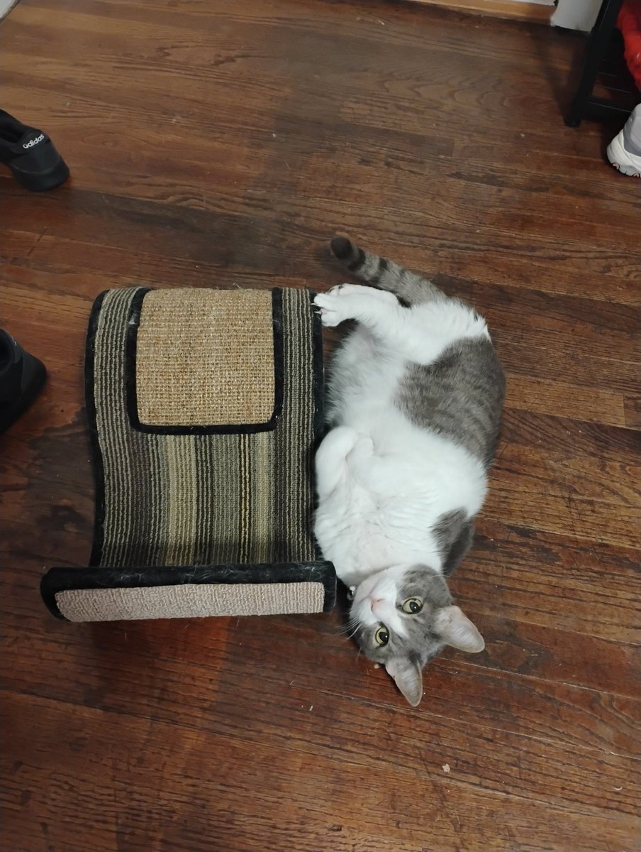 Sydney & Cookie tweet media