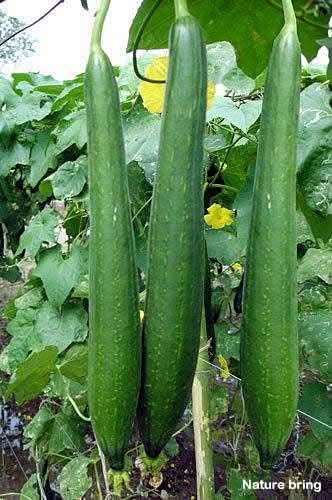 naturebring651's tweet image. loofah, Sponge gourd (Lufaaegyptiaca), Luffa gourd, also called Egyptian cucumber, Vietnamese luffa or dishcloth gourds, loofah plant is mainly grown for their useful fibrous tissue ..read...naturebring.com/grow-loofah-co…
#loofah #naturebring #growing #care #howtogrow #spongeguard