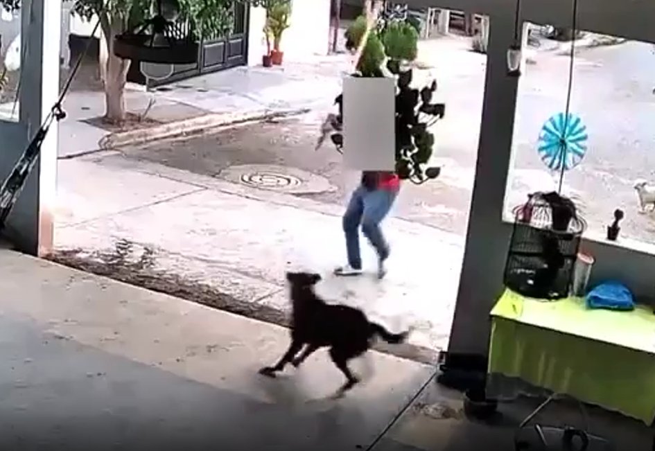 elalbertomedina's tweet photo. 🚨 Capturan a hombre que golpeó brutalmente al perrito "Toto" en #Navojoa, #Sonora.

Se trata de David Adrián "N", quien propinó una fuerte agresión contra el canino, un perro criollo macho de aproximadamente 3 años, la cual quedó grabada en video y difundida en redes sociales.

En el video, el hoy detenido aparece golpeando "con extrema violencia" al animal con un palo de madera, el cual, según la Fiscalía, le causó lesiones de gravedad que pusieron en riesgo la vida del can.

Esto ocurrió el 24 de abril en un domicilio de la colonia Finca Real, en Navojoa. El señalado habría ingresado a la vivienda sin autorización para cometer el delito.