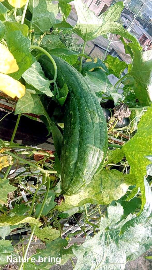 naturebring651's tweet image. loofah, Sponge gourd (Lufaaegyptiaca),  also called Egyptian cucumber, Vietnamese luffa or dishcloth gourds, loofah plant is mainly grown for their useful fibrous tissue ..read...naturebring.com/grow-loofah-co…
#loofah #naturebring #growing #care #howtogrow #spongeguard