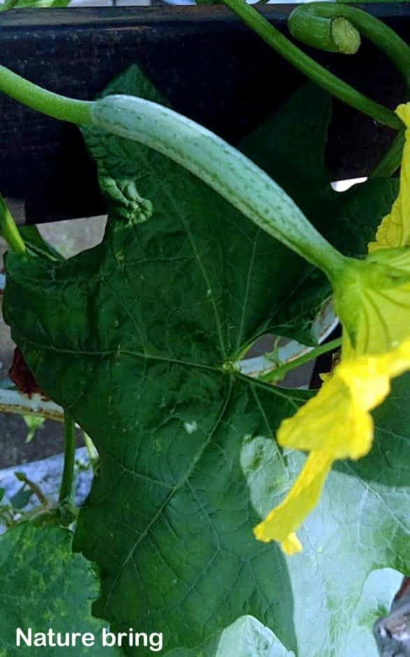 naturebring651's tweet image. loofah, Sponge gourd (Lufaaegyptiaca),  also called Egyptian cucumber, Vietnamese luffa or dishcloth gourds, loofah plant is mainly grown for their useful fibrous tissue ..read...naturebring.com/grow-loofah-co…
#loofah #naturebring #growing #care #howtogrow #spongeguard