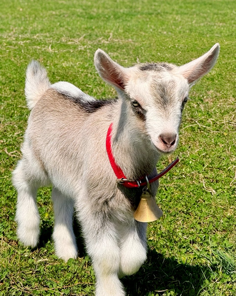 やぎミルク専門店プティ・シェーヴル🐐 tweet media
