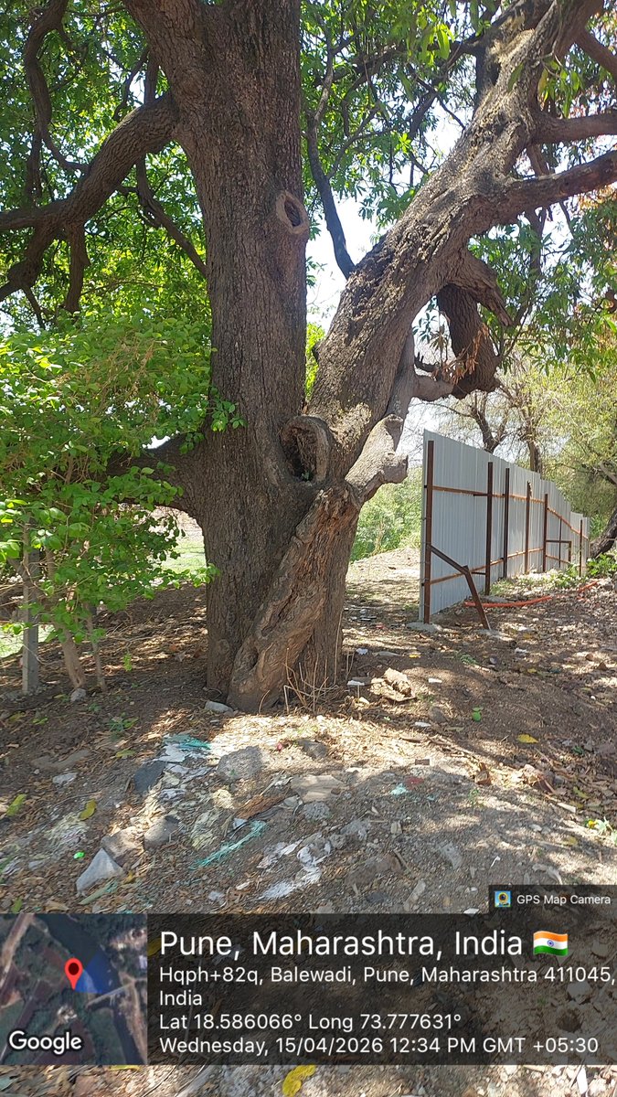 RajaSubramani22's tweet image. Foolish Move. @PMCPune @navalMH in #Pune have no idea what happened to the trees planted in last five year. Their favorite gladiator sports is issuing tree cutting dockets, have that tick mark hearing and keep chopping the trees. Sad state of affairs. for a stupid #PuneRFD
