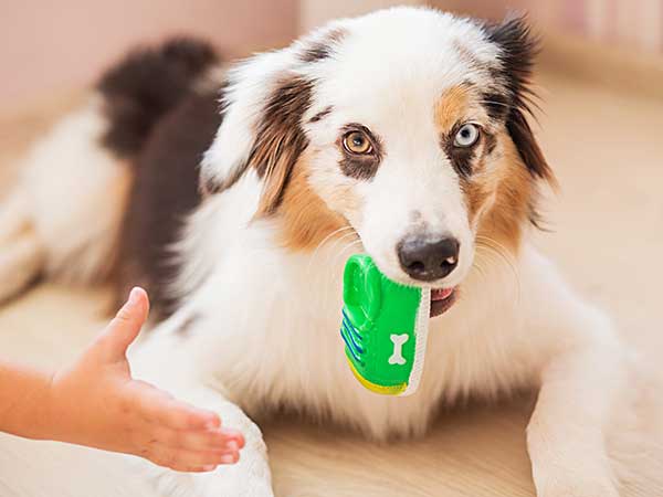 AussieShepLover's tweet image. Non-Food Related Resource Guarding in Dogs and How to Stop It 🐾💖🎓
australian-shepherd-lovers.com/resource-guard…

🔶 Aussie Owner? Get our Official Guide to Aussie Training &amp;amp; Care here...
australian-shepherd-lovers.com/asl-ebook-fb

#australianshepherd #aussie #dogtraining #puppytraining #aussielovers