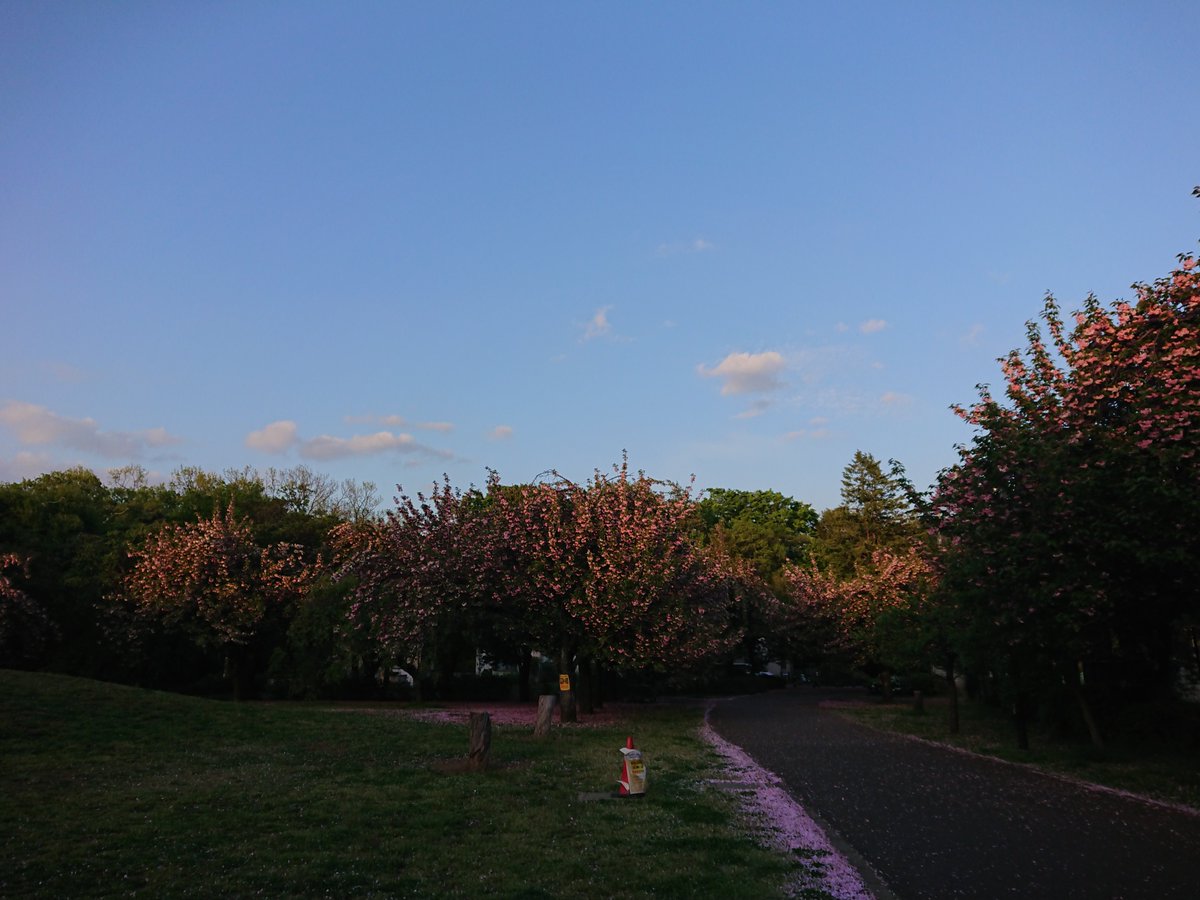 mysterysnack1's tweet photo. In other areas with high foot traffic, trees are dying, and I suspect this isn't a coincidence, but rather related to damage to the roots.
#ShakujiiPark #KuasachiField #DeadTree #CherryBlossoms https://t.co/ASyJ7loGu3