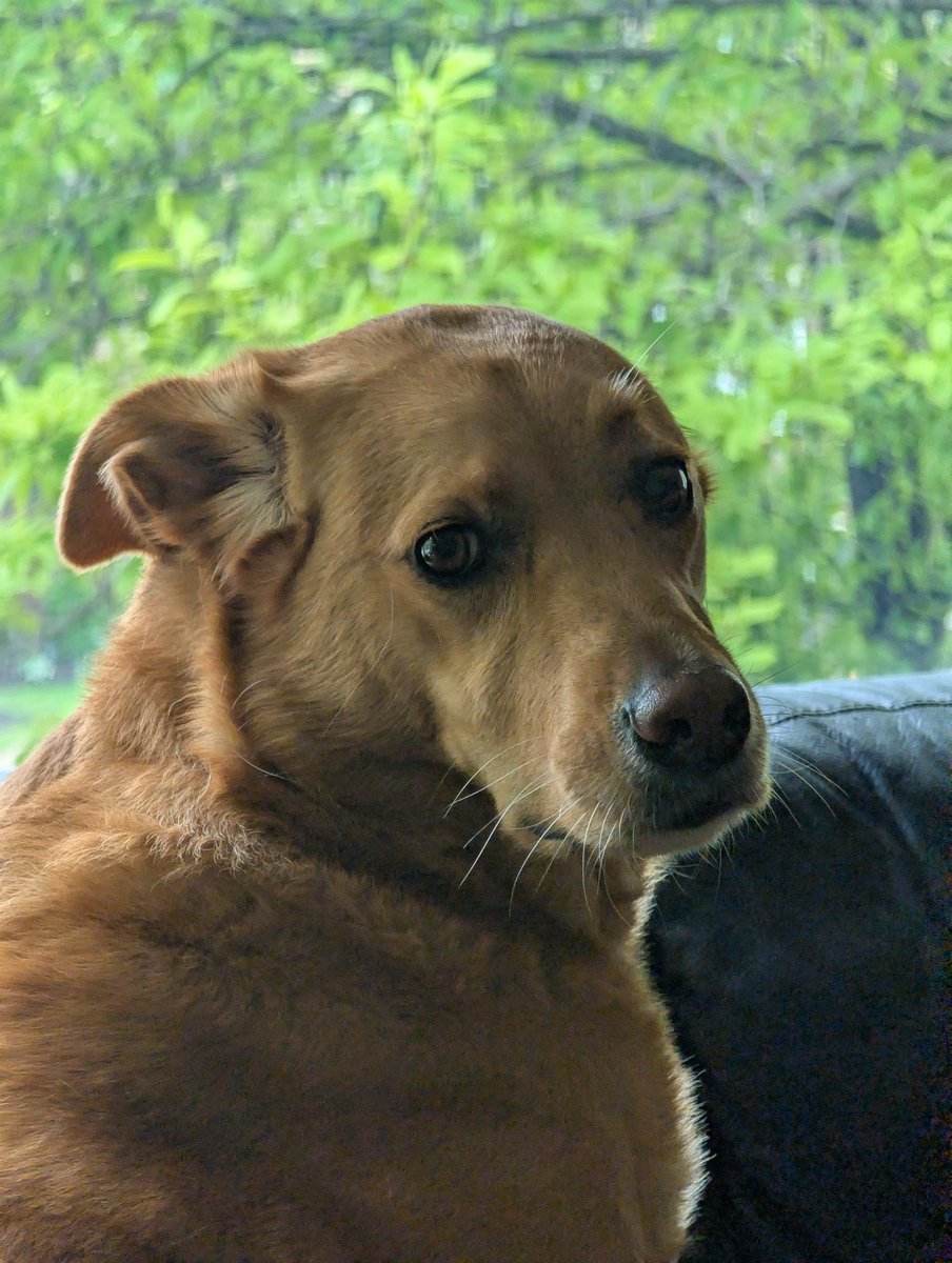 I always end up missing my sister's dog more than anyone else first lol.