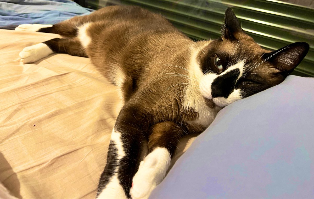Só um gatinho deitadinho no travesseirinho dele ❤️‍🔥😹