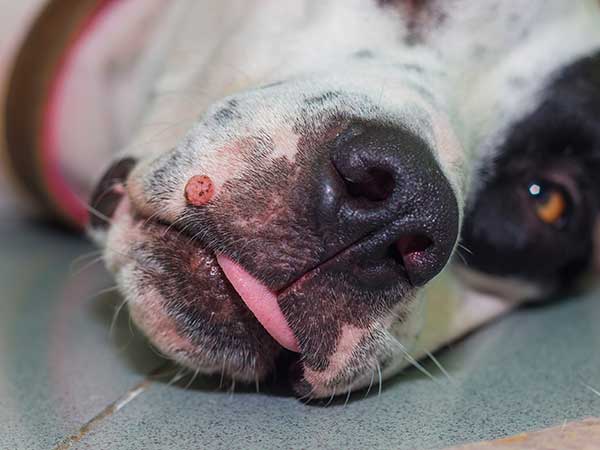 AussieShepLover's tweet image. Canine Oral Papilloma Virus In Dogs: What You Need to Know 🐾💖⚕🦠
australian-shepherd-lovers.com/oral-papilloma…

🔶 Aussie Owner? Get our Official Guide to Aussie Training &amp;amp; Care here...
australian-shepherd-lovers.com/asl-ebook-fb

#australianshepherd #aussie #dogs #doghealth #aussielovers