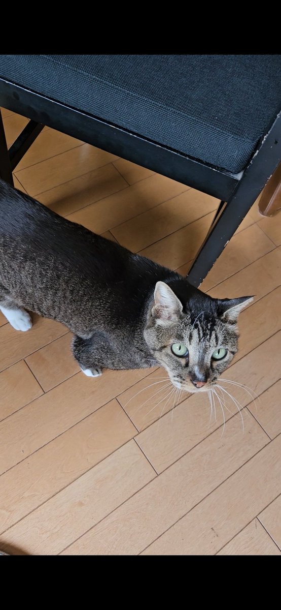カレー店の猫
すごい周りをうろうろしていた
撫でさせてくれたしいっぱいしゃべっていたので暇していたのかも