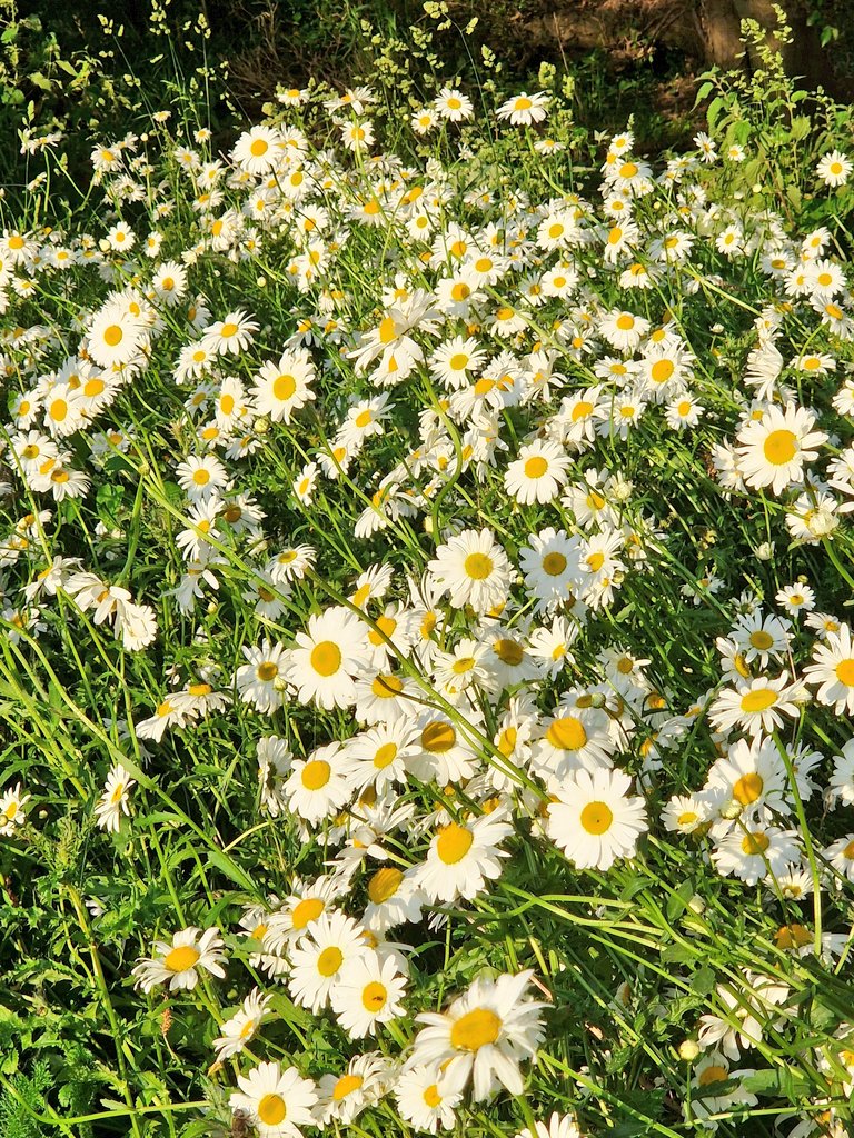 clairew12073357's tweet image. #May  #flowersonfriday Happy, Sunny,Positive Friday Lovely Tweeters 💛 XXXX