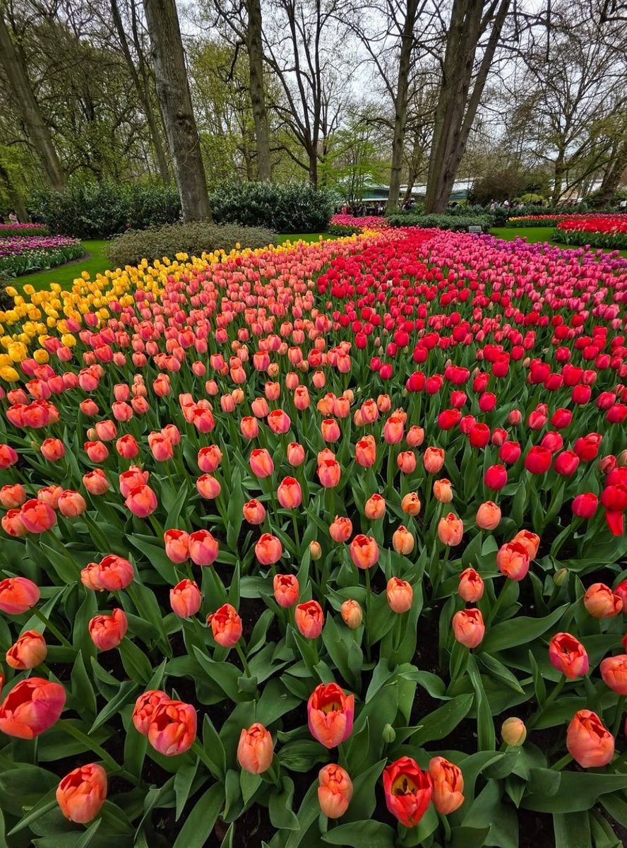 Blessed Friday All🌿🧡💛🩷#tulips