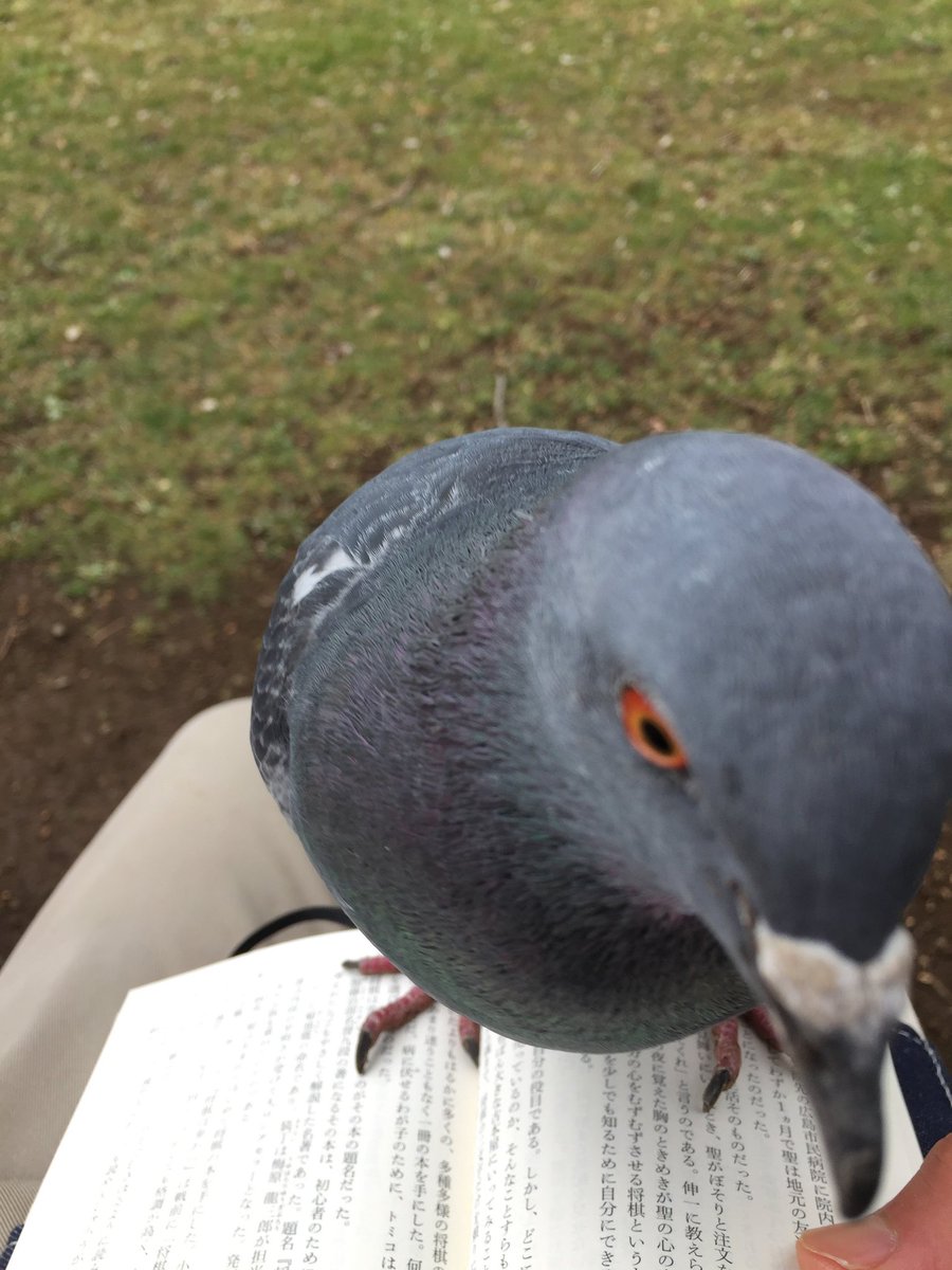 ハト人 tweet media