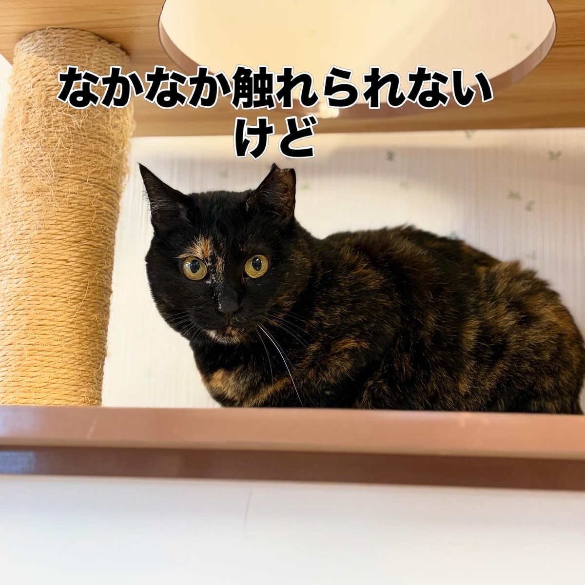 『おうちにおいで』 tweet media