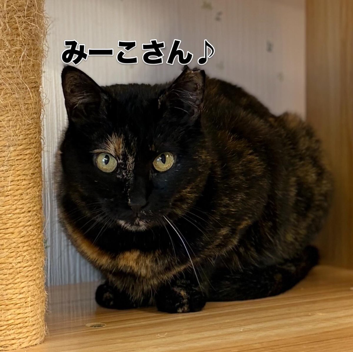 『おうちにおいで』 tweet media
