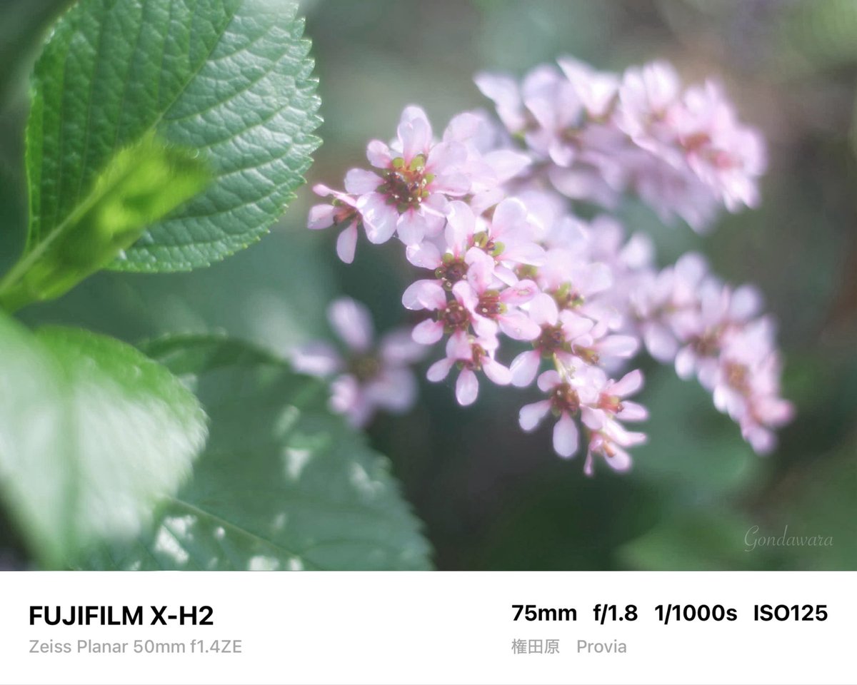 loqg78's tweet image. 私用を終えて出勤します🤮ﾌﾞｼｬｱｧｧｧ

#fujifilm_xseries #XH2 #Zeiss #Planar50ZE #ノスタルトーン