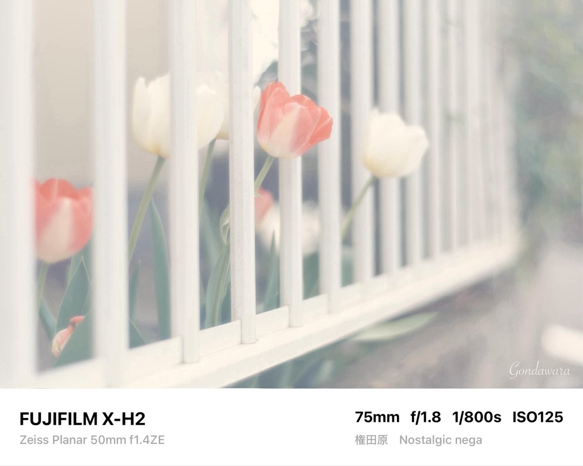 loqg78's tweet image. 私用を終えて出勤します🤮ﾌﾞｼｬｱｧｧｧ

#fujifilm_xseries #XH2 #Zeiss #Planar50ZE #ノスタルトーン