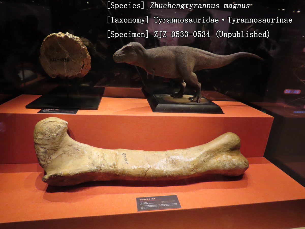 #Fossilfriday The Beijing T. rex special exhibition features a dorsal vertebra and a huge femur of Zhuchengtyrannus, neither of which has been published yet.